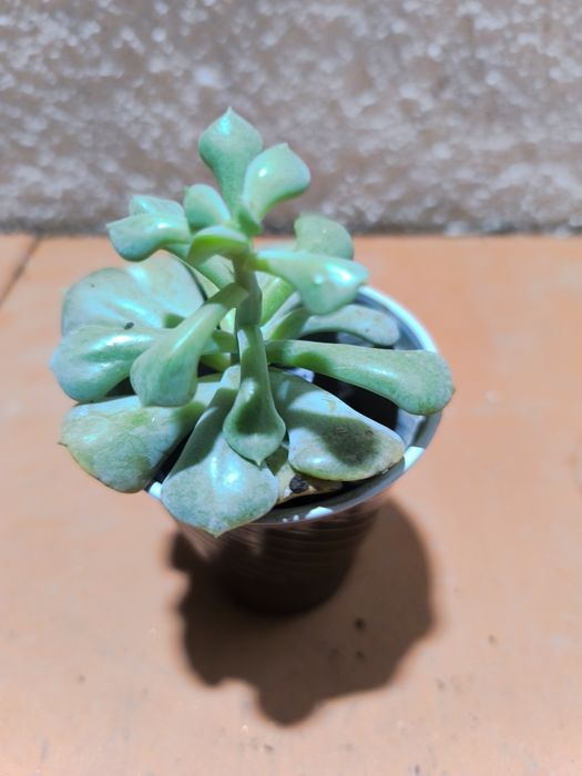 Suculentas em vaso 2