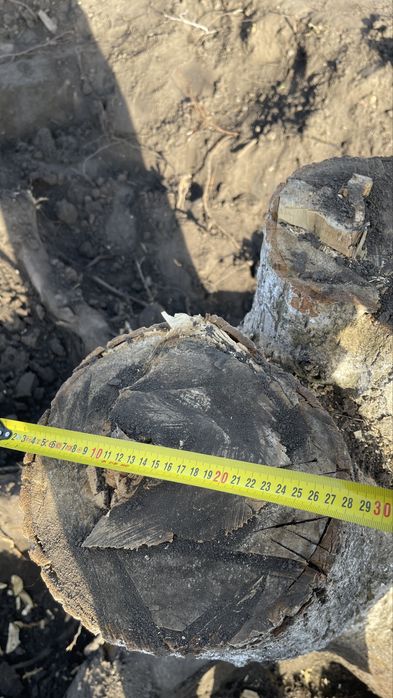 Корінь грецького горіха, свіжий 15-20 років