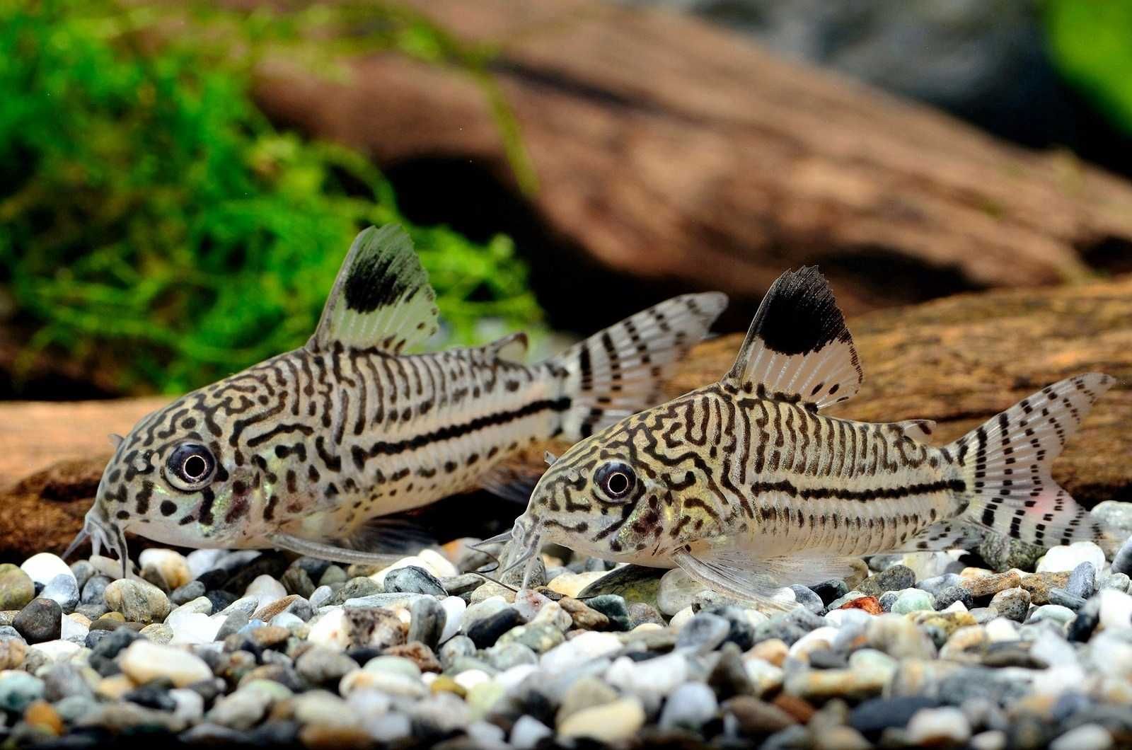 Kirysek lamparci - Kirys nakrapiany - Corydoras julii