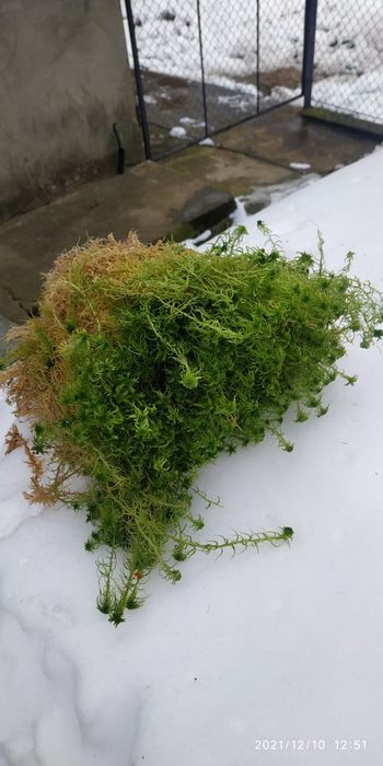 Мох сфагнум зелений свіжий свежий живой для орхидей улиток равликів