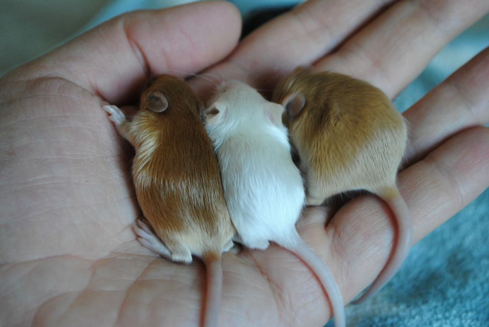 Сатиновые мышки, длинношерстные кучерявые мыши