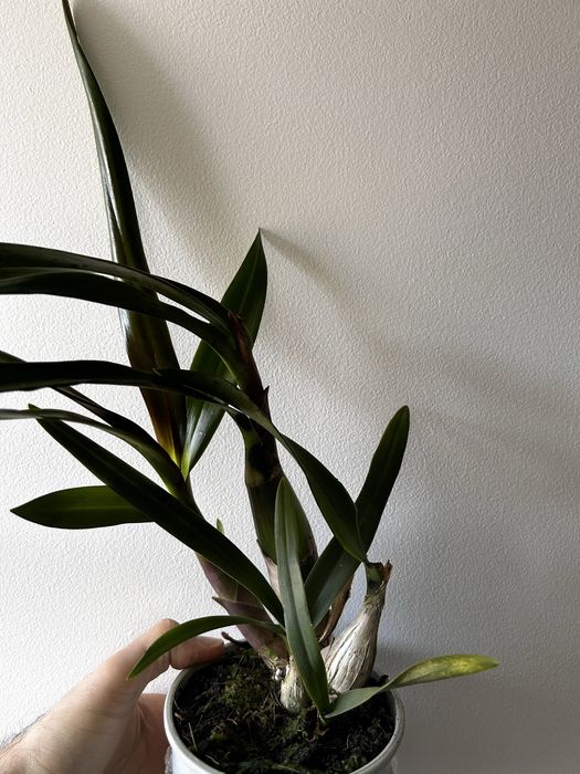 Epidendrum Floribundum