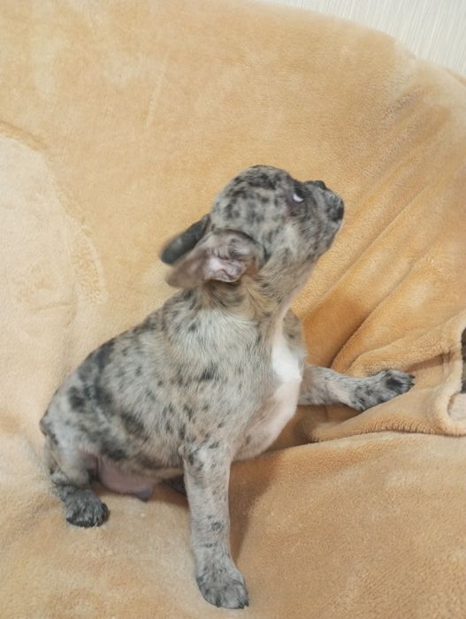 Розкішний Французик