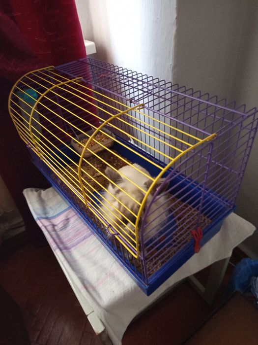 Кролик декоративний