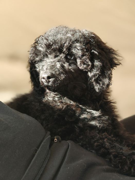 Pudel miniatura. Pies.