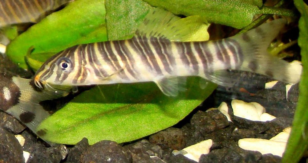 Bocja pręgowana striata