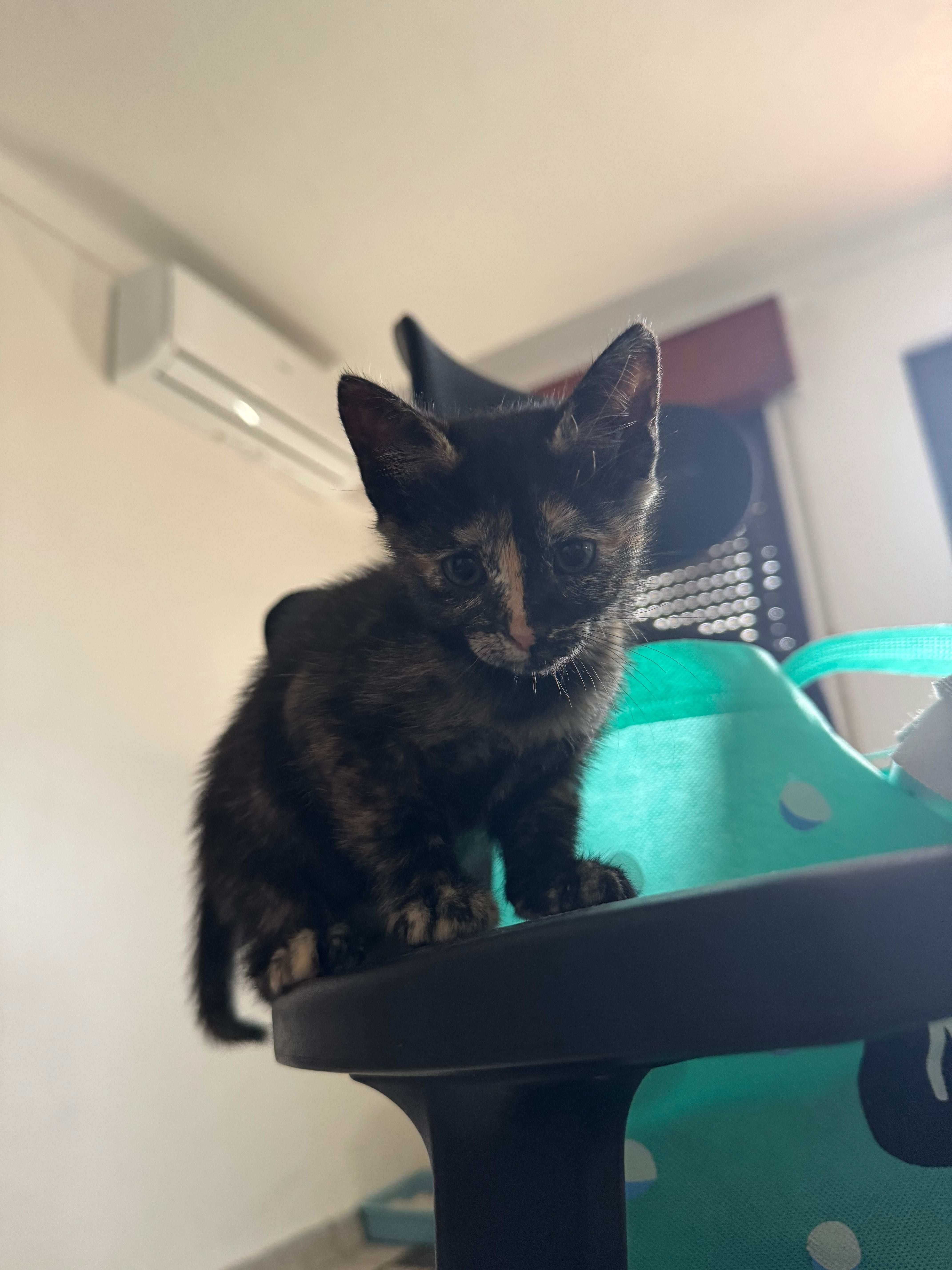5 gatinhos para adoção responsável