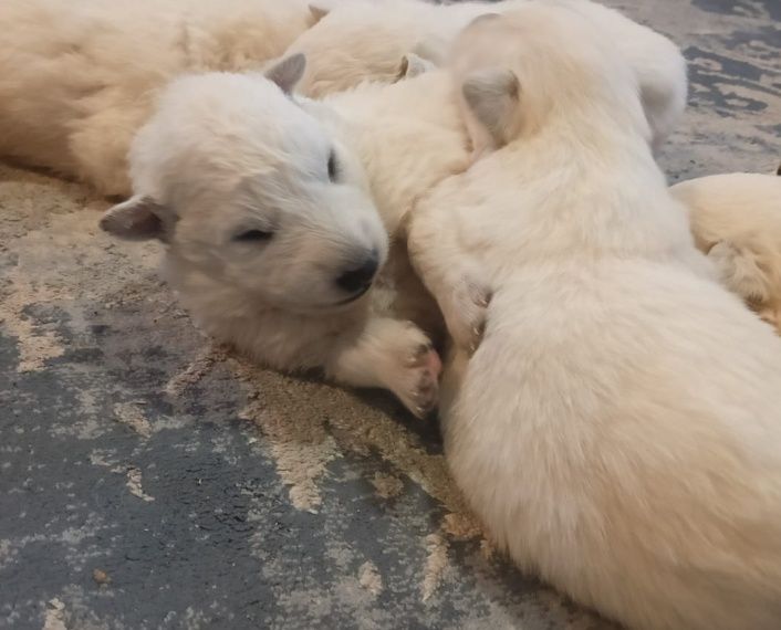 Biały Owczarek Szwajcarski szczeniak