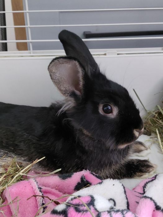 Królik mini lop + klatka i nosidło