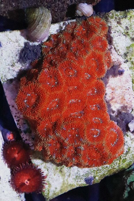 Micromussa Red Koralowiec FLUOLAMPS.PL WYSYŁKI