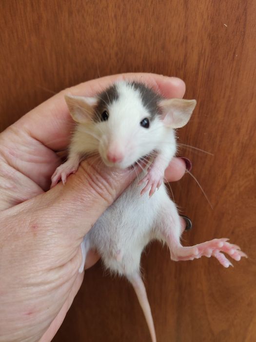 Крысята щурики Дамбо ,стандарт