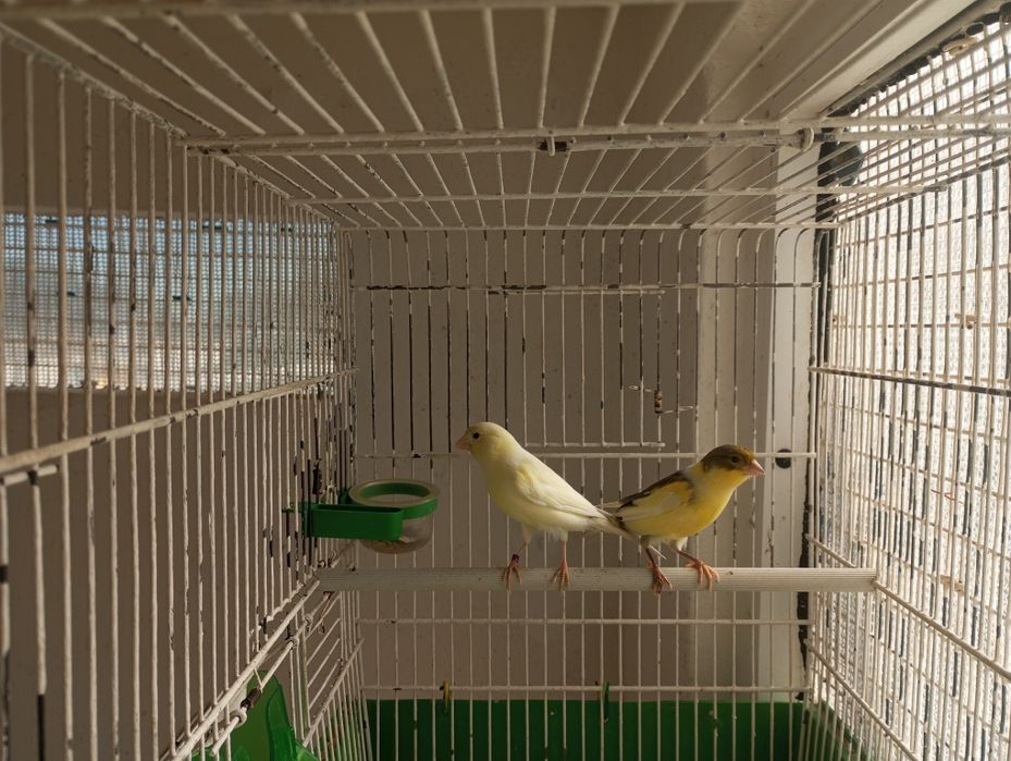 Casal de canários de 2025