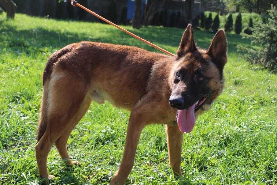 043984  Omar do adopcji
