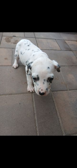 Dalmatynczyk szczeniak