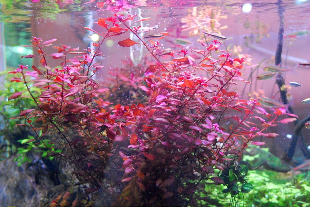Plantas de Aquário Facil