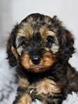 MINI XS Cavapoo piesek BADANIA czekolada Karmel Rodowód