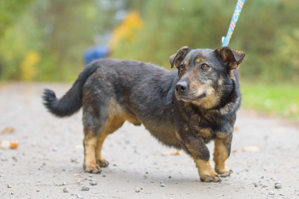 Przyjazny piesek na krótkich łapkach - Ulio szuka domu