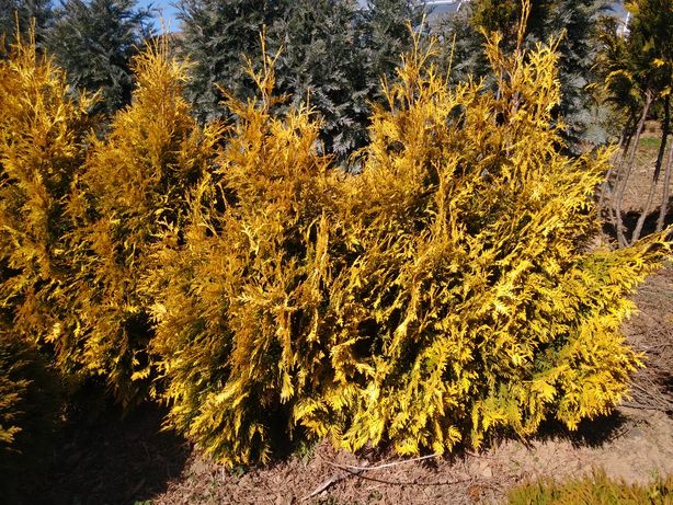 Tuje żółte, europe gold, 60-80 cm, iglaki, tuja, krzewy