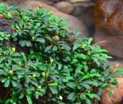 Roślina akwariowa Bucephalandra Sintang