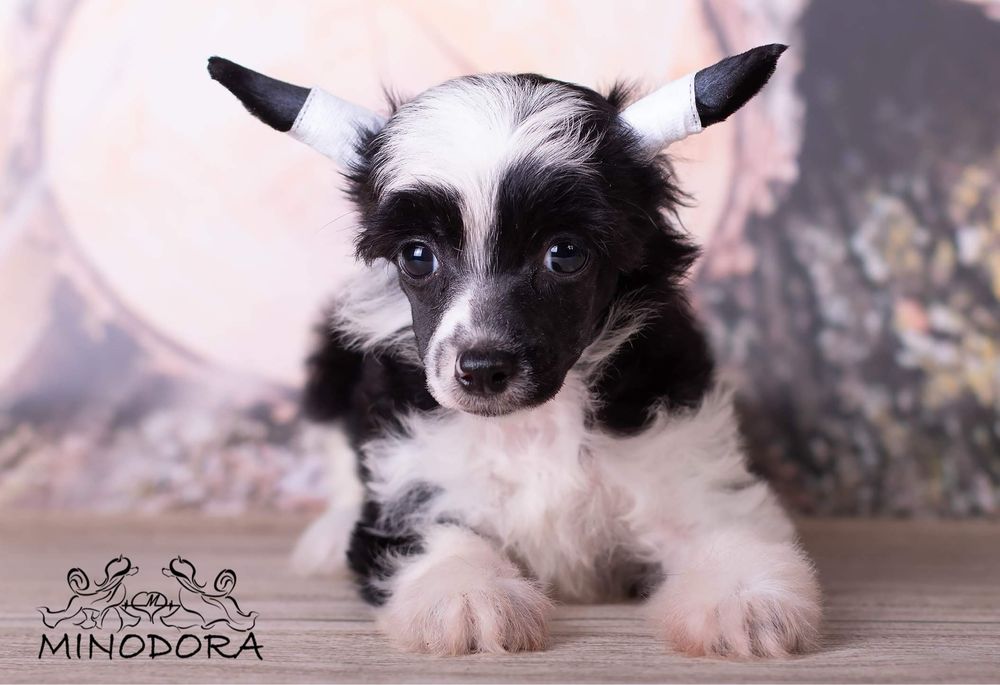 Восхитительные КХС - для Ценителей Породы!