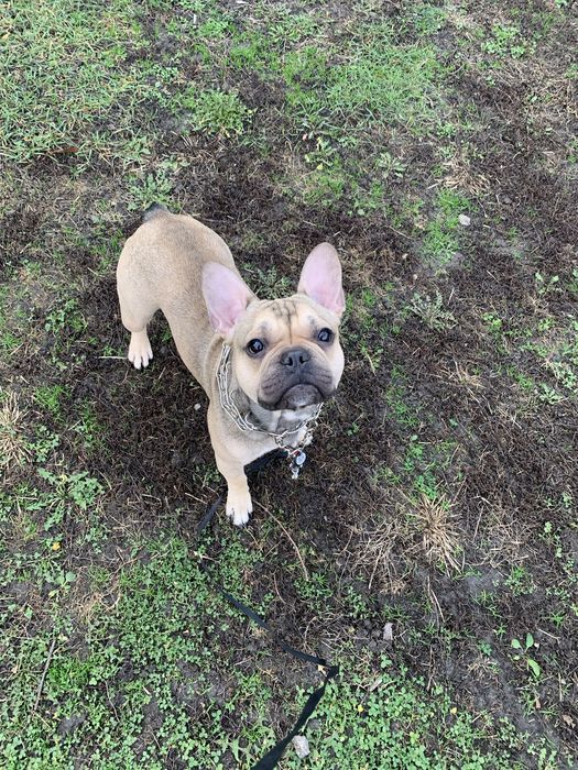 ( Вʼязка  перша  ) Шукаємо  дівчинку для французького бульдога