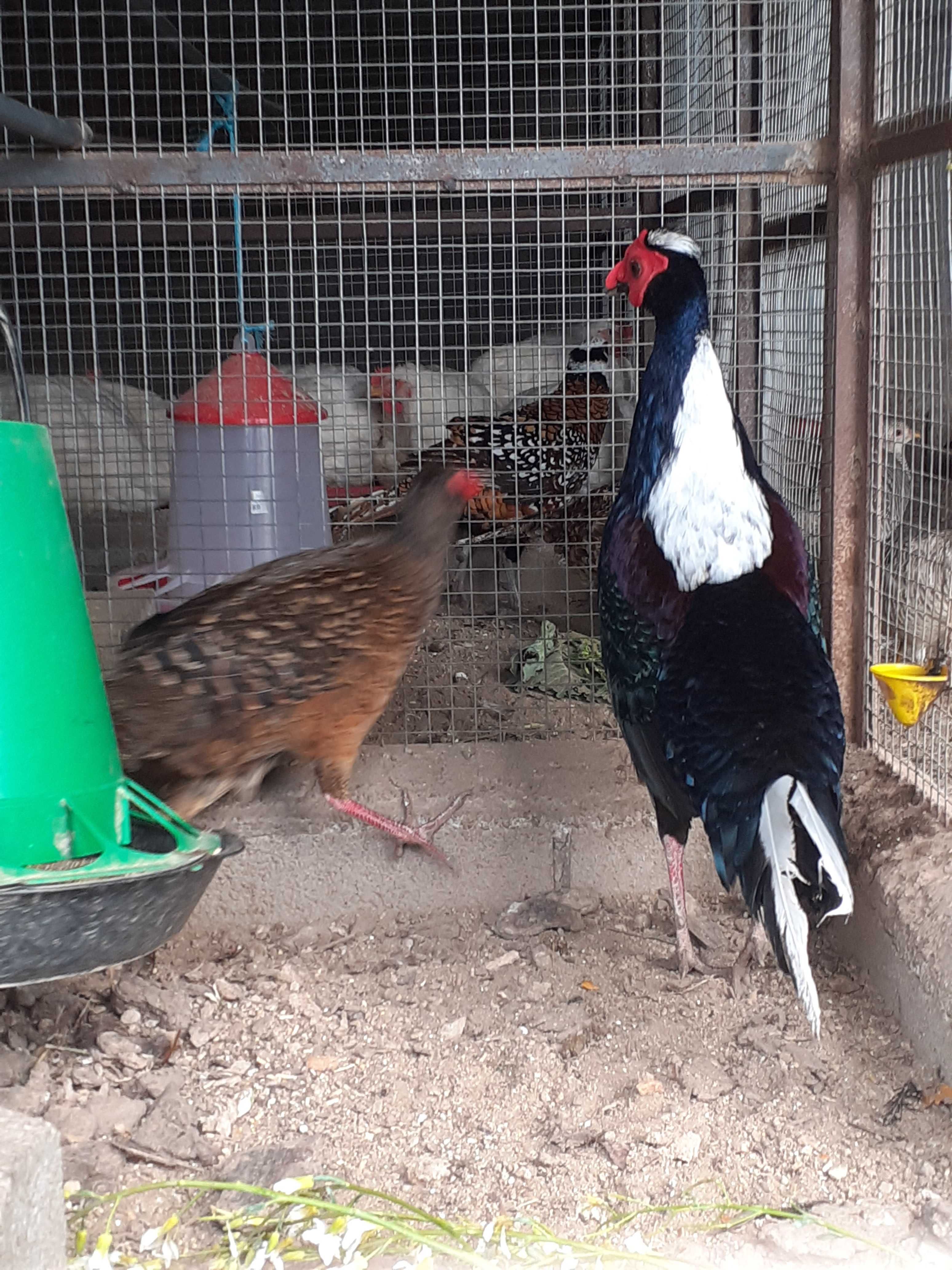 Faisões,  Pavões, Patos  muito bonitos