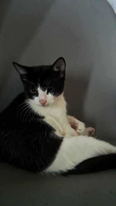 Oddam  kocurka w dobre ręce