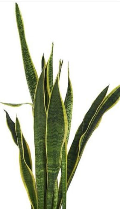 Обмен комнатными цветами