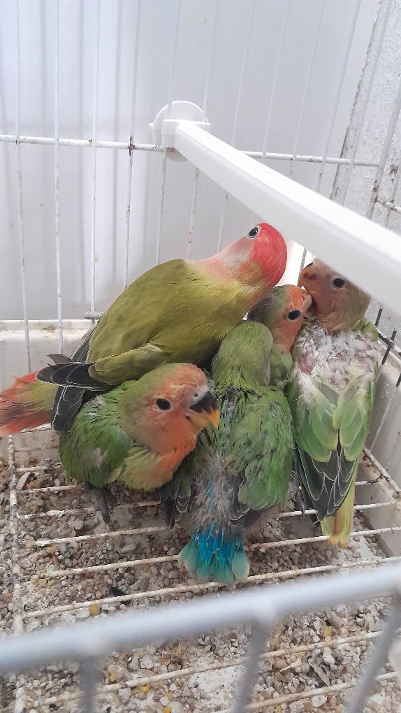 5 Roseicollis 3 criados à mão
