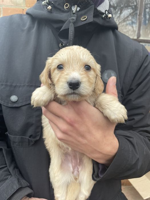 Метіси Кокер-спаніеля