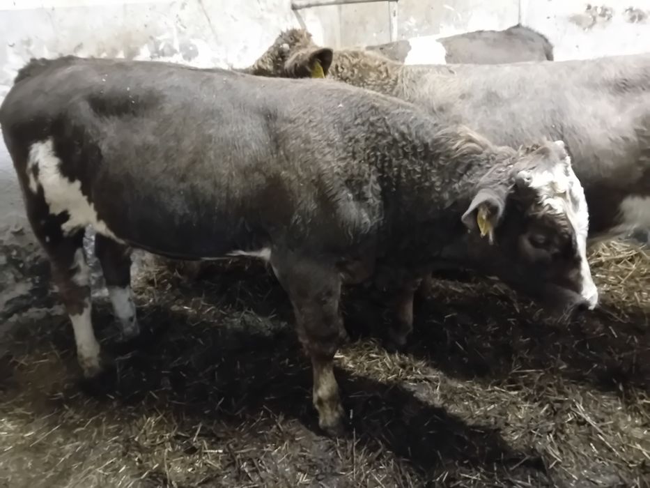 Sprzedam 3 Byki Siwe 5 jałowek simetal 300 kg
