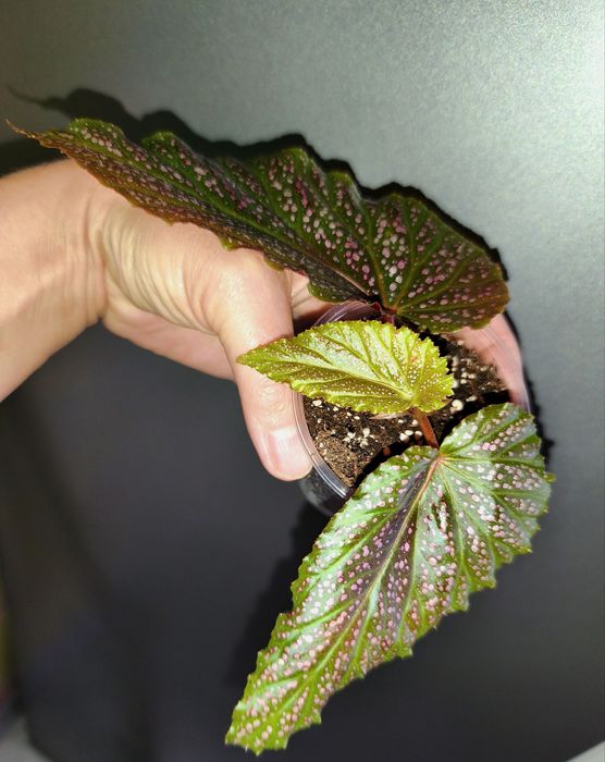 Бегонии Кейн бегония макулата spotlight green Form