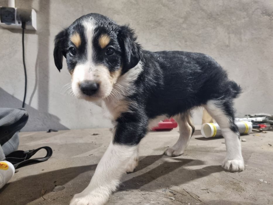 Szczeniaczki suczka i piesek mix kundel, borzoi