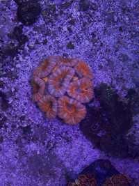 Acanhastrea koralowiec morski