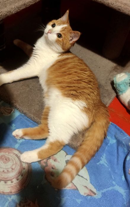 Віддам _ кішки_ кошеня_ стеша