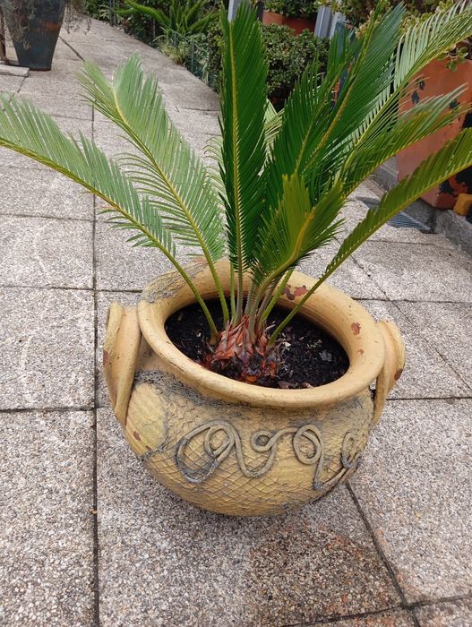Vaso com a planta