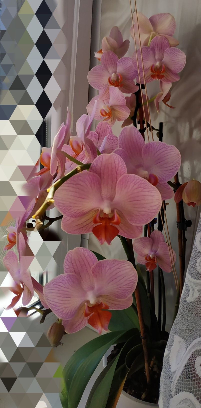 Продам детку орхидеи фаленопсис.