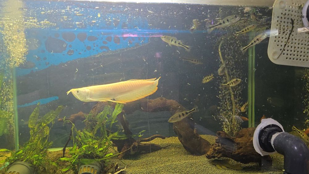 Arowana Albina 20/25cm