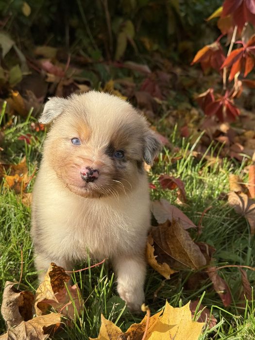 Owczarek australijski FCI - piesek blue merle