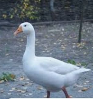 Ganso macho branco