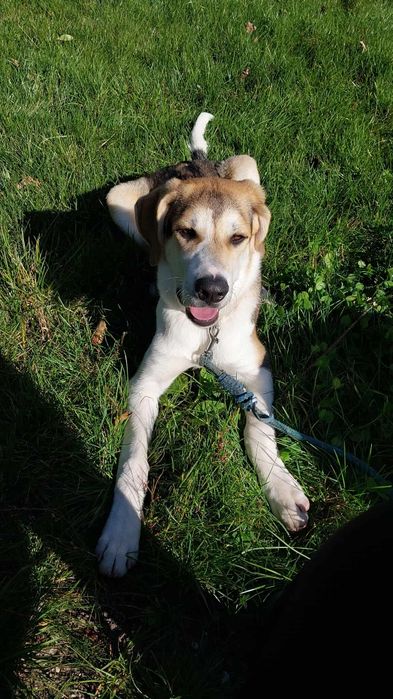 Piesek do Adopcji