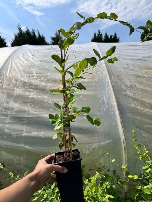 Wiciokrzew Tellmana Pachnące Kwiaty (Lonicera tellmanniana) 2.0L