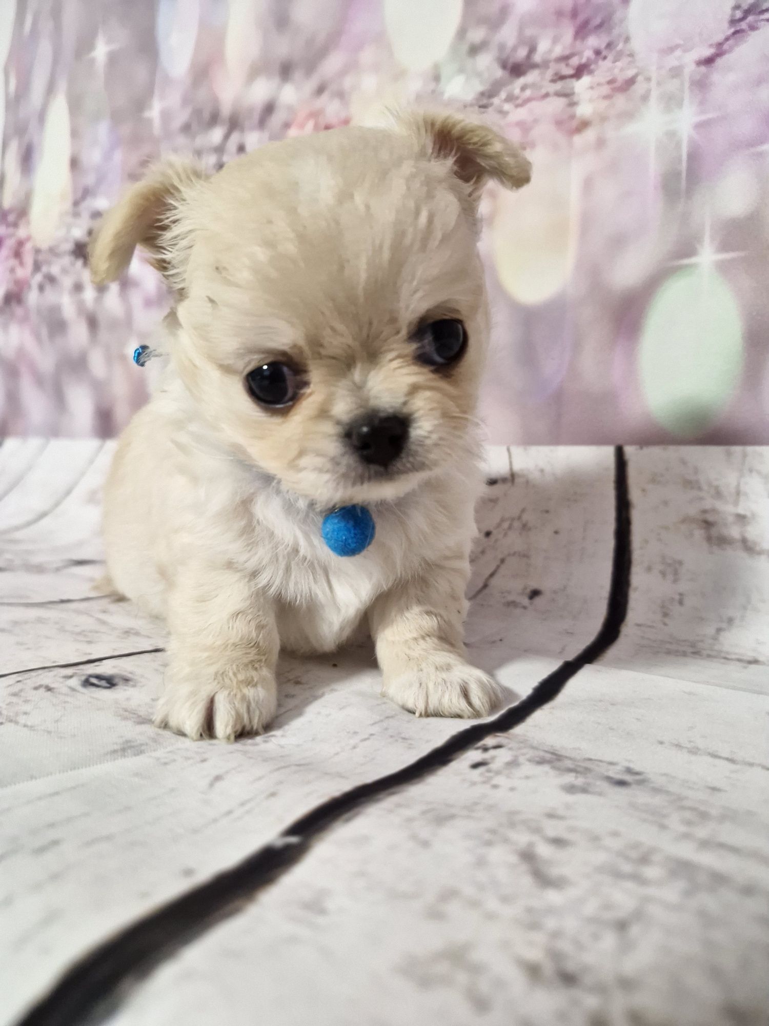 Chihuahua długowłosy ZKwP FCI