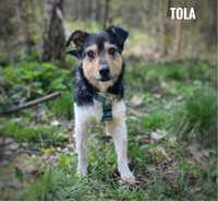 Mała terrierka Tola do adopcji. 9 kg