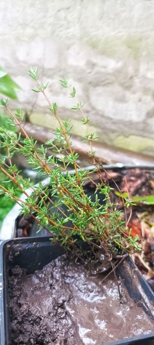 Чебрець, тим'ян пряні рослини