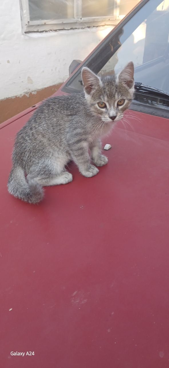 Подаруємо котика