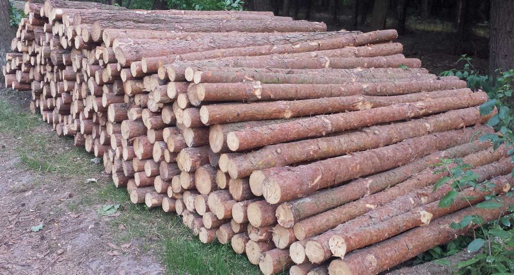 GRUBE SŁUPKI OGRODZENIOWE sosnowe 2,5m fi 8-12cm + siatka leśna