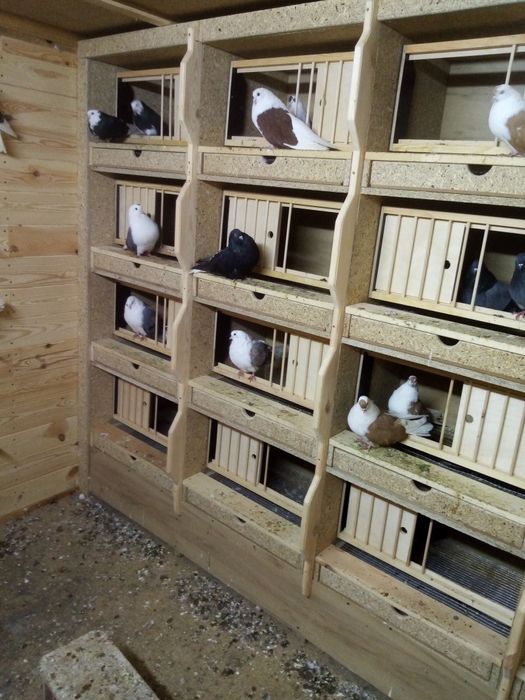 Orlik lubelski, szaryk