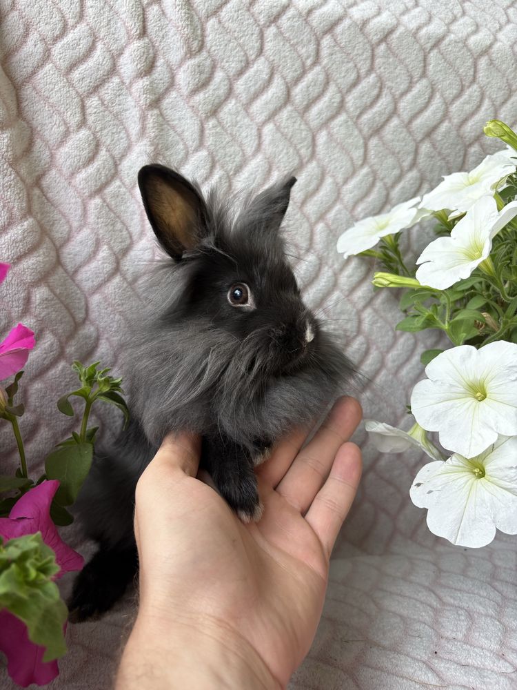 Karzełek Teddy , królik miniaturka , mini lop