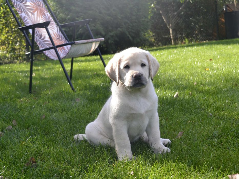 Лабрадор ретривер.Цуценята
